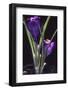 Crocus vernus/Spring Crocus/Spring Crocus-null-Framed Photographic Print