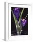 Crocus vernus/Spring Crocus/Spring Crocus-null-Framed Photographic Print