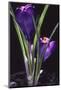 Crocus vernus/Spring Crocus/Spring Crocus-null-Mounted Photographic Print