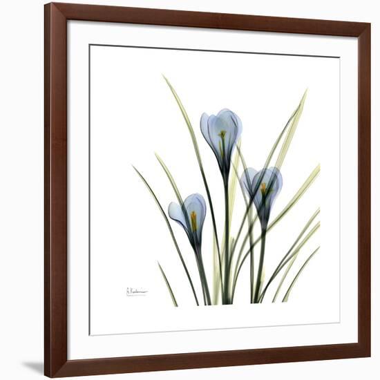 Crocus Whisper-Albert Koetsier-Framed Art Print