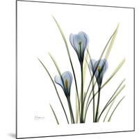 Crocus Whisper-Albert Koetsier-Mounted Art Print