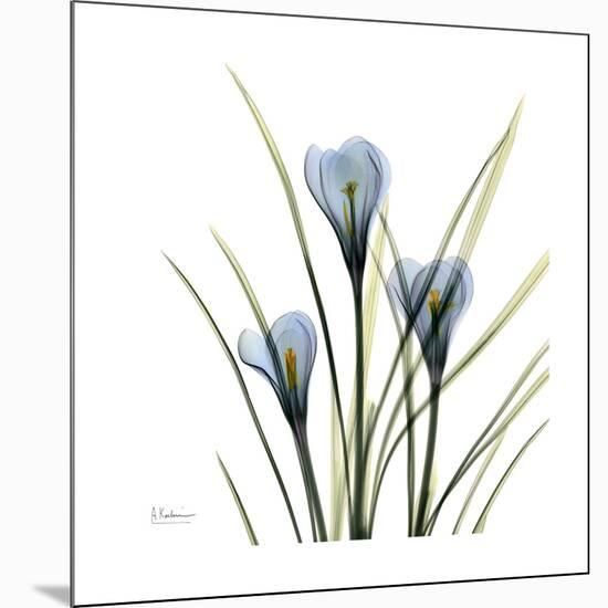 Crocus Whisper-Albert Koetsier-Mounted Art Print