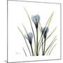 Crocus Whisper-Albert Koetsier-Mounted Art Print