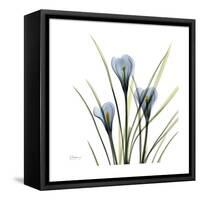 Crocus Whisper-Albert Koetsier-Framed Stretched Canvas