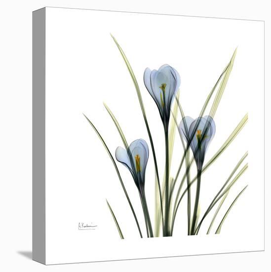 Crocus Whisper-Albert Koetsier-Stretched Canvas