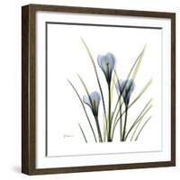 Crocus Whisper-Albert Koetsier-Framed Art Print