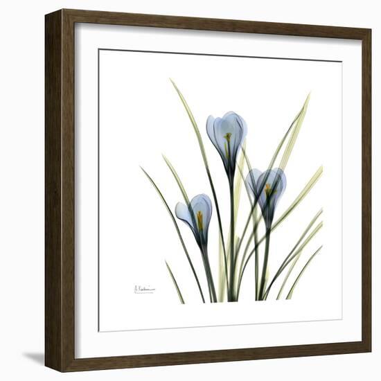 Crocus Whisper-Albert Koetsier-Framed Art Print