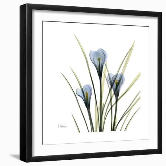 Crocus Whisper-Albert Koetsier-Framed Art Print