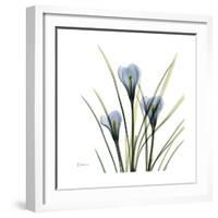 Crocus Whisper-Albert Koetsier-Framed Art Print