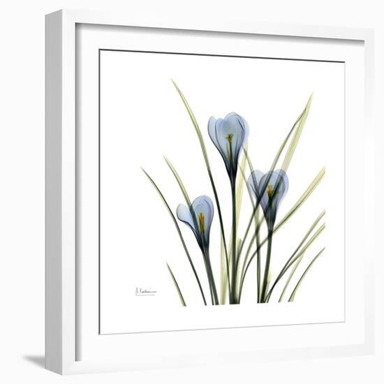 Crocus Whisper-Albert Koetsier-Framed Art Print