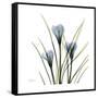 Crocus Whisper-Albert Koetsier-Framed Stretched Canvas