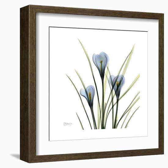 Crocus Whisper-Albert Koetsier-Framed Art Print