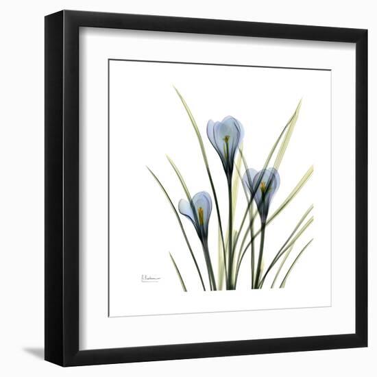 Crocus Whisper-Albert Koetsier-Framed Art Print