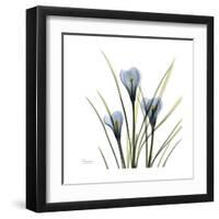 Crocus Whisper-Albert Koetsier-Framed Art Print