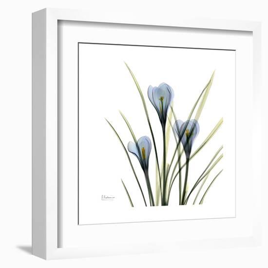 Crocus Whisper-Albert Koetsier-Framed Art Print