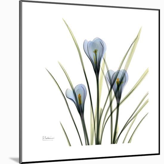 Crocus Whisper-Albert Koetsier-Mounted Art Print