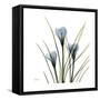 Crocus Whisper-Albert Koetsier-Framed Stretched Canvas