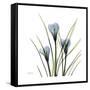 Crocus Whisper-Albert Koetsier-Framed Stretched Canvas