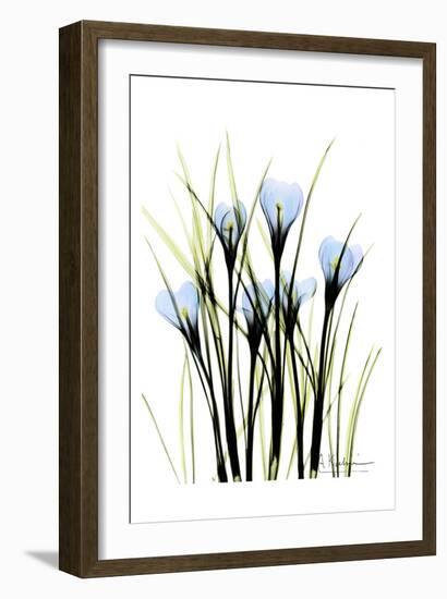 Crocus-Albert Koetsier-Framed Art Print