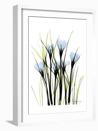 Crocus-Albert Koetsier-Framed Art Print