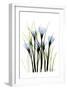 Crocus-Albert Koetsier-Framed Art Print