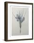 Crocus-Pierre-Joseph Redoute-Framed Art Print