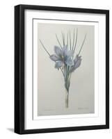 Crocus-Pierre-Joseph Redoute-Framed Art Print