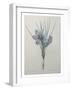 Crocus-Pierre-Joseph Redoute-Framed Art Print