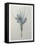 Crocus-Pierre-Joseph Redoute-Framed Stretched Canvas