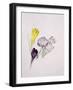 Crocus-Sarah Creswell-Framed Giclee Print