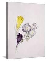 Crocus-Sarah Creswell-Stretched Canvas