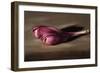 Crocus-James Gillick-Framed Giclee Print