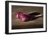 Crocus-James Gillick-Framed Giclee Print