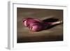 Crocus-James Gillick-Framed Giclee Print