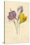 Crocus-Frederick Edward Hulme-Stretched Canvas