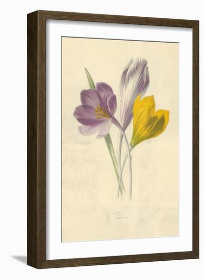 Crocus-Frederick Edward Hulme-Framed Giclee Print