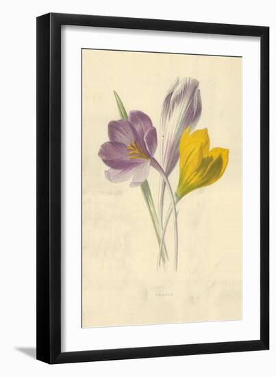 Crocus-Frederick Edward Hulme-Framed Giclee Print