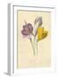 Crocus-Frederick Edward Hulme-Framed Giclee Print