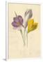 Crocus-Frederick Edward Hulme-Framed Giclee Print