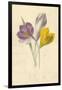 Crocus-Frederick Edward Hulme-Framed Giclee Print