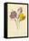 Crocus-Frederick Edward Hulme-Framed Stretched Canvas