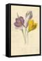 Crocus-Frederick Edward Hulme-Framed Stretched Canvas