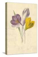 Crocus-Frederick Edward Hulme-Stretched Canvas