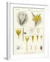 Crocus-null-Framed Giclee Print