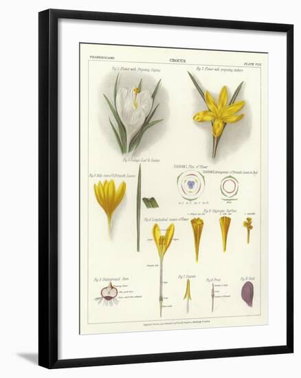 Crocus-null-Framed Giclee Print