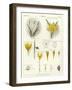 Crocus-null-Framed Giclee Print