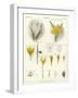 Crocus-null-Framed Giclee Print