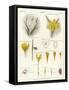 Crocus-null-Framed Stretched Canvas