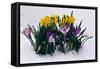 Crocuses and Daffodils in Snow-Darrell Gulin-Framed Stretched Canvas