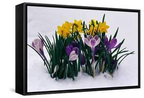 Crocuses and Daffodils in Snow-Darrell Gulin-Framed Stretched Canvas